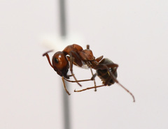 Formica integra