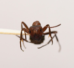 Formica integra