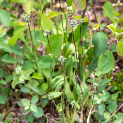Antennaria parlinii