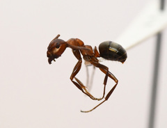 Formica integra