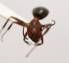Formica integra