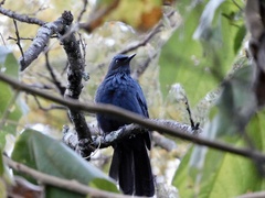 Melanotis caerulescens