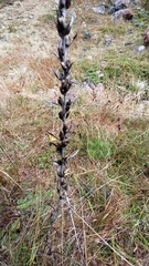 Omalotheca sylvatica