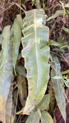 Elaphoglossum crassipes