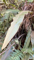 Elaphoglossum crassipes