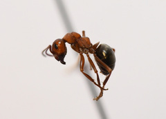 Formica integra