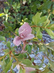 Exobasidium ferrugineae