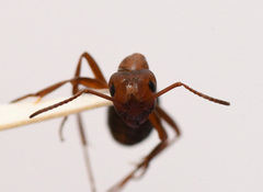 Formica integra
