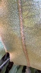 Elaphoglossum crassipes