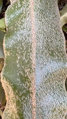 Elaphoglossum crassipes