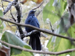 Melanotis caerulescens