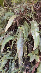 Elaphoglossum crassipes