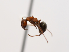 Formica integra
