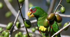 Amazona albifrons