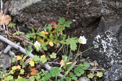 Saxifraga cernua