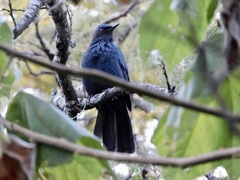 Melanotis caerulescens