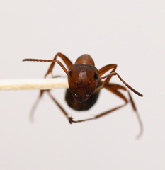 Formica integra
