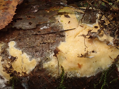 Gloeoporus pannocinctus