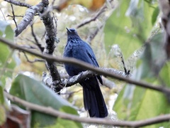 Melanotis caerulescens