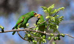 Amazona albifrons