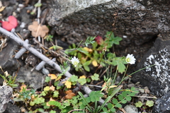 Saxifraga cernua