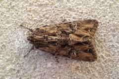 Mniotype occidentalis