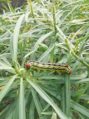 Hyles tithymali phaelipae