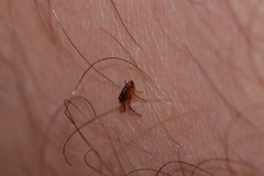 Siphonaptera