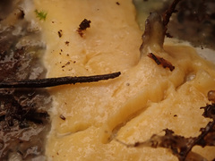 Gloeoporus pannocinctus