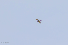 Buteo platypterus