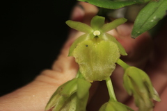 Epidendrum megalospathum
