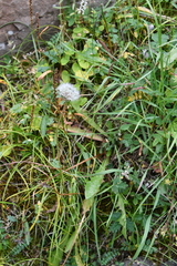 Taraxacum ceratophorum