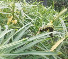 Hyles tithymali phaelipae