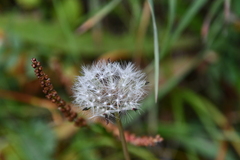 Taraxacum ceratophorum