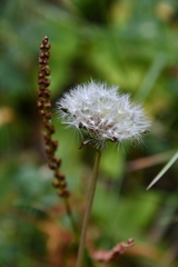Taraxacum ceratophorum
