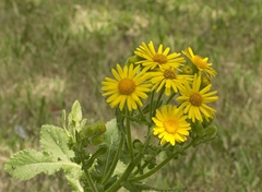 Senecio selloi
