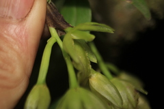 Epidendrum megalospathum
