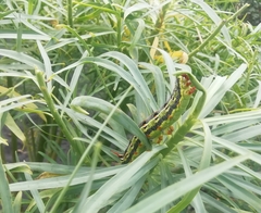 Hyles tithymali phaelipae