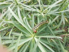 Hyles tithymali phaelipae