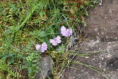 Dianthus repens