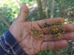 Urera caracasana