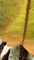 Elaphoglossum crassipes