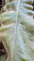 Elaphoglossum crassipes