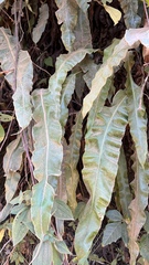 Elaphoglossum crassipes