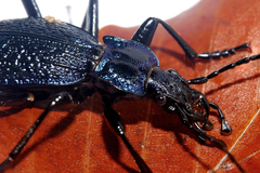Carabus intricatus