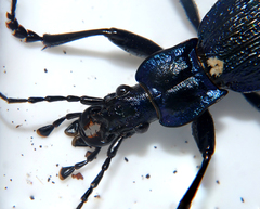 Carabus intricatus