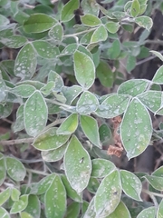 Cytisus