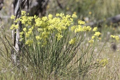 Glischrocaryon behrii