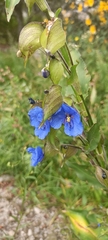Commelina tuberosa