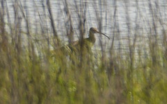 Numenius phaeopus